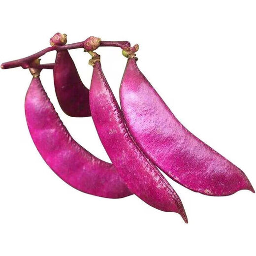 High-yielding purple lentils, purple eyebrow beans, red eyebrow bean seeds, balcony potted red Emei bean vegetables, easy to germinate in the field, purple eyebrow bean seeds, 2 packs of about 20 capsules