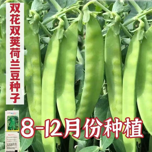 甜脆荷兰豆种子菜豌豆双花双夹耐寒农家自种秋冬季豆角菜种子 荷 荷兰豆种子[今年新种 #9898颗颗新种子--100粒