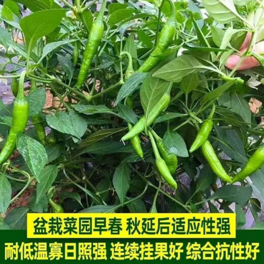 Authentic camphor tree pepper seeds, camphor tree pepper seeds, new pepper seeds, sown in spring and autumn, Zhangshu Harbor courtyard small collection, new seeds, about 608 capsules/