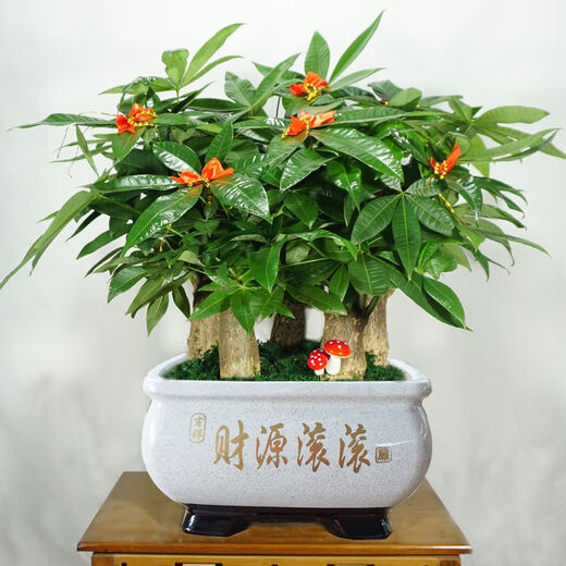 
The wealth tree opens and moves to give gifts. Pot plants, flowers, indoor formaldehyde absorption, small bonsai, large-sized Caiyuan Guangjin (1517 green silk) three, good with potted plants