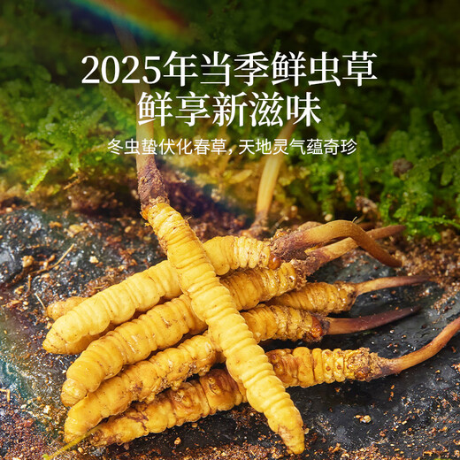 同仁堂品牌 新鲜虫草0.4-0.6克/条30条装冬虫夏草 青海源头直发包邮