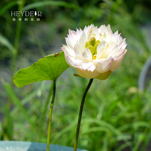 Miniature bowl lotus seedlings hydroponic plants lotus small lotus seedlings root stem lotus whip seedlings garden flowers potted naked lotus roots rain flower love [medium size] 8-15CM