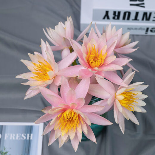 Water lily flowers with buds for office home flower arrangement champagne color water-raised fresh cut flowers fresh Yunnan Kunming straight hair champagne golden water lily 10 pieces