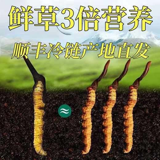 Frischer Cordyceps sinensis erste Stoppeln frisches Gras Echtes großer Größe 2025 Kopf Frischgras SF Express Kaltkette Ursprung Gerade Haar Tibet Frisch Cordyceps 0,6-0,7 Gramm pro Packung 20 Stück