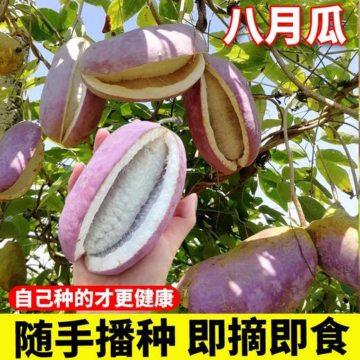 Tianfen August Melon Seeds August Fried Seeds Guizhou Wild August Melon Saplings with Less Meat and More Meat for Garden Planting in the North and South Original Factory Packaging August Melon 2 Packs About 70 Pieces Free 2