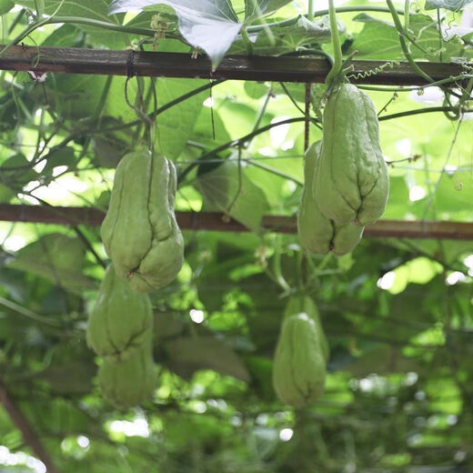 Shop Chayote Early-maturing Extra Large Chayote Vegetable Climbing High-yielding Disease-Resistant Perennial Melon Affordable Price Good Yield-80 Count-Net Seeds Chayote Seeds