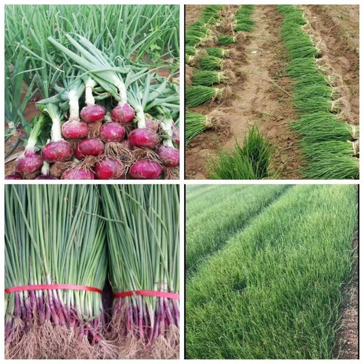 Special for planting, fruit purple-red skinned onion seedlings, direct delivery from field planting seedling base, low price, good quality (special for planting), purple-skinned onion seedlings, 100 pieces