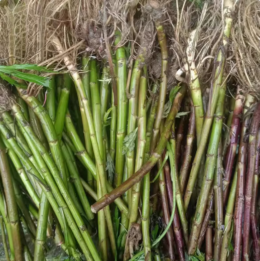Artemisia truncatula root seedlings, Artemisia truncatula root seeds, Artemisia truncatula roots, mud mugwort roots, water mugwort roots, mugwort root seeds, old root seeds 100 plants