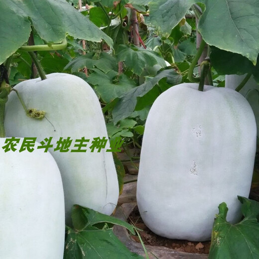 Local old variety short white haired winter melon seeds traditional large winter melon farm taste pink skin winter melon seeds 100 capsules