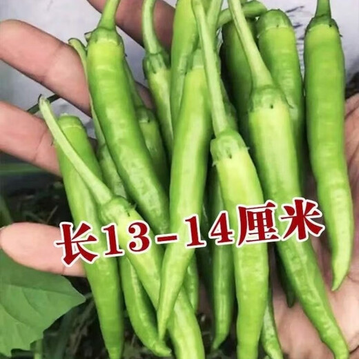Non-spicy authentic non-spicy Hangzhou pepper No. 1 seeds fruit Hangzhou pepper pepper non-spicy vegetable seeds Qianrui original packaging 2 packs (about 200) for free