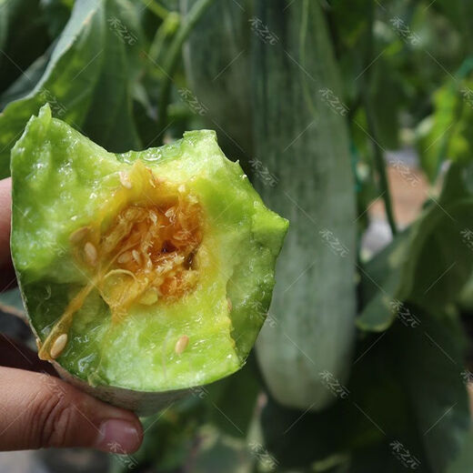 1,700+ people placed orders within a week. Original croissant honey melon seeds, sweet and crispy thin-skinned cantaloupe croissant for all seasons. Croissant honey seeds-super sweet and thin-skinned. ky588* crispy flesh-easy to grow. About 200 pcs.