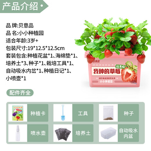Beiyipin children planting small potted cream strawberry fruit seeds kindergarten plant observation box primary school student gift