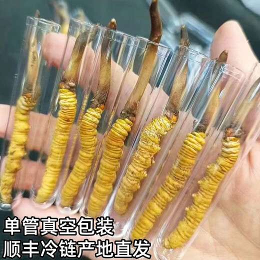 Cordyceps frais Sinensis Verrouillage sous vide Emballage frais Sf Express Chaîne froide Origine directe des cheveux directs Big Gras