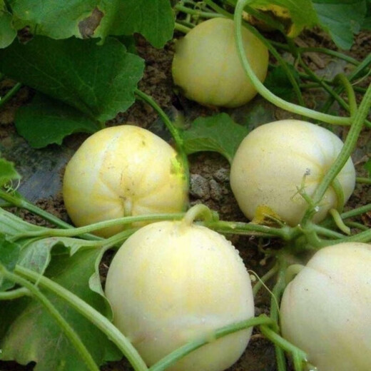 Japanese sweet treasure melon seeds extra large white seeds spring four seasons sweet treasure melon seeds 37/WC special offer 2 packs about 200 seeds