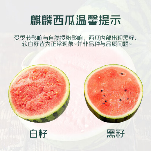 
[Direct pick from the origin] Kirin cream watermelon about 4.5kg