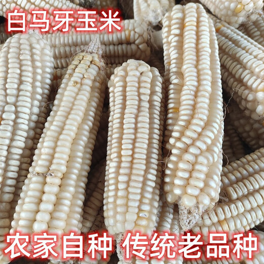 In the 1970s, old varieties of corn, white horse teeth corn seeds, traditional farmers can save stupid corn, old varieties of white corn seeds 100 grams