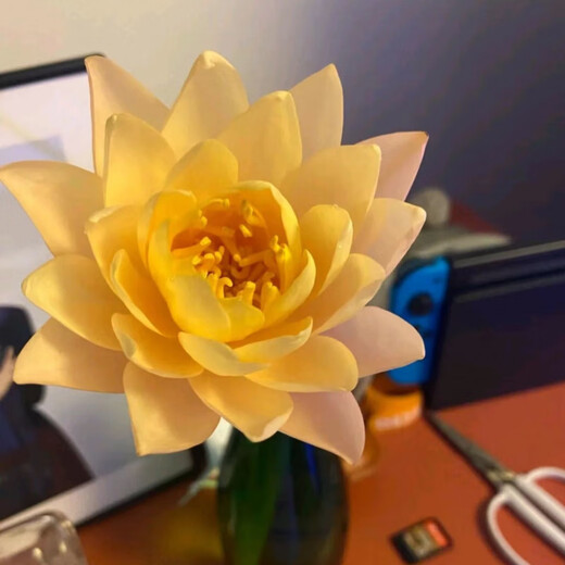 Water lily flowers with buds for office home flower arrangement champagne color water-raised fresh cut flowers fresh Yunnan Kunming straight hair champagne golden water lily 10 pieces