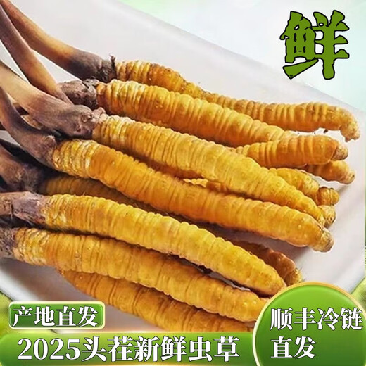 头期新鲜冬虫夏草大号鲜草顺丰冷链产地直发2025头茬新鲜虫草 西藏鲜虫草每条0.5-0.6克20条装