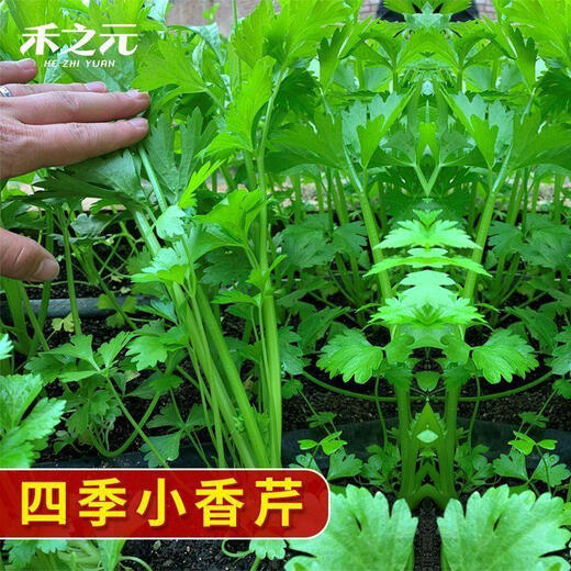 Semillas de cilantro de hoja grande fáciles de germinar, semillas de cilantro, semillas en macetas de interior para balcón resistentes al calor para las cuatro estaciones, semillas de hortalizas, nuevas semillas de perejil para las cuatro estaciones, alrededor de 1500 cápsulas, 1 paquete