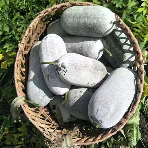 Local old variety short white haired winter melon seeds traditional large winter melon farm taste pink skin winter melon seeds 100 capsules