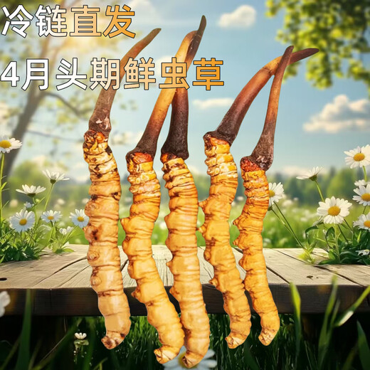 正品2025头期草新鲜冬虫夏草头茬虫草0.8克/根鲜虫草顺丰冷链发货 西藏鲜草1.0-1.2克每根30条送2条