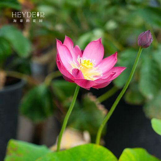 Miniature bowl lotus seedlings hydroponic plants lotus small lotus seedlings root stem lotus whip seedlings garden flowers potted naked lotus roots rain flower love [medium size] 8-15CM