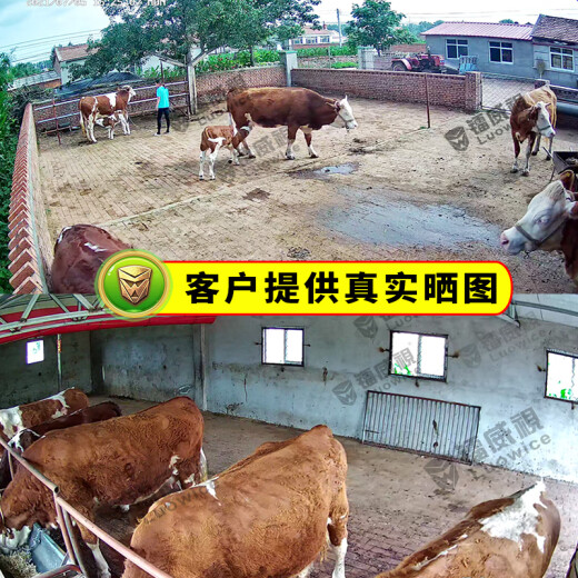 镭威视4g终身免流量监控摄像头手机远程wifi高清监控器360度无死角带夜视全景可对话追踪农村院子室户外 WIFI版】500万超清+64G