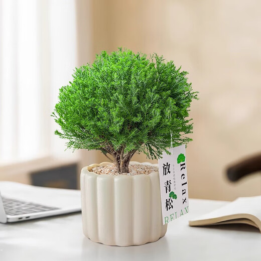 Green pine, green plant, mist pine, indoor small potted rime, office desktop, relax, plant ornaments for all seasons, mist pine + tiramisu pot + relax card, free tray + paving stone