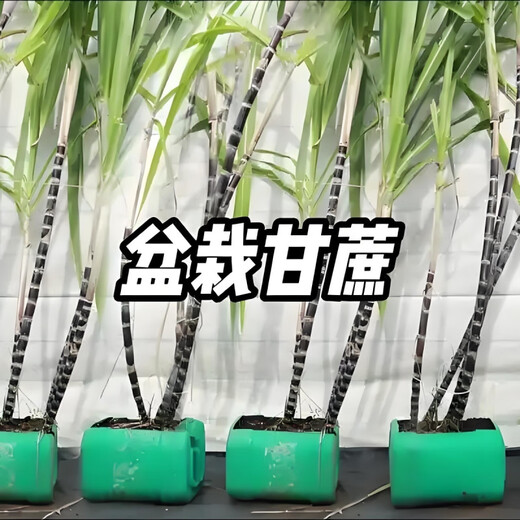 Authentic Guangxi black-skinned sugarcane seedlings can be potted with 3 to 4 buds per root in the middle section and high survival rate. 2 black-skinned sugarcane seedlings