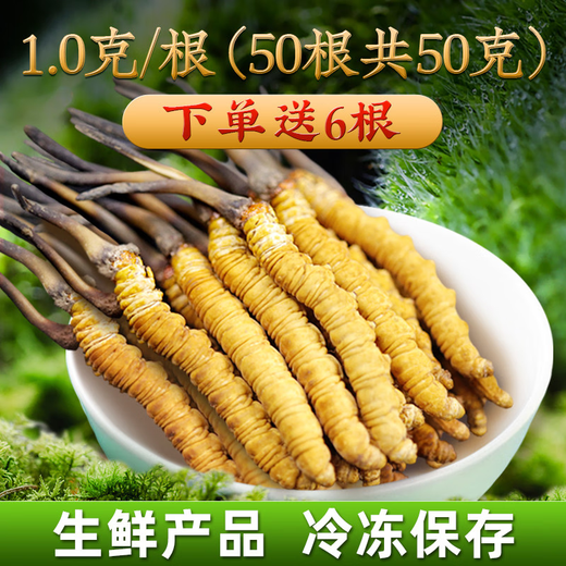 2025年新鲜冬虫夏草正宗头期鲜虫草1.2克/根正品鲜草送礼品补品 0.8-1.0克/根【冷冻保存】 20根新鲜虫草