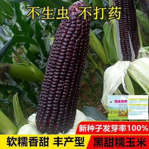 Planted all year round. Authentic black sweet waxy corn seeds. Planted black corn seeds all year round. Black sweet waxy corn seeds. Black sweet waxy corn seeds. Only new seeds sold. 5 packs, about 250 grains.