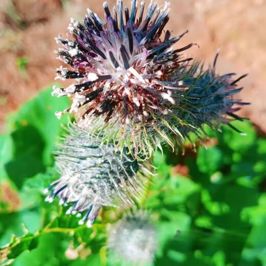 Authentic Agarwood seeds Agarwood seeds are harvested in the same year as traditional Chinese medicinal materials and are planted in agriculture. Agarwood seeds 10 Jin Jin are equal to 0.5 kilograms