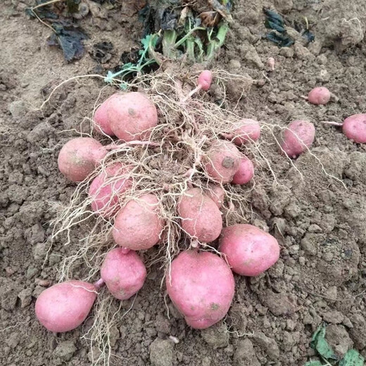 Hebei red-skinned large potatoes, fresh yellow-heart potatoes, freshly dug potatoes, ground eggs, potato noodles, hot pot wholesale, red-skinned large potatoes, 5Jin Jin is equal to 0.5kg, net weight, single fruit 150g+