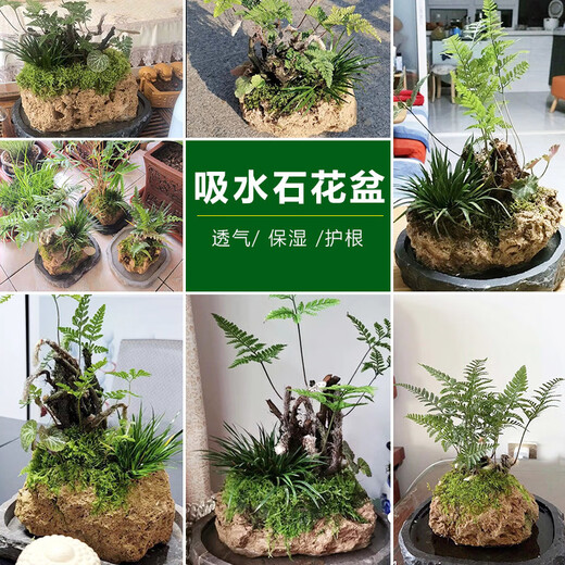 Stone flowerpot absorbent stone water stone original stone natural flowerpot with asparagus bamboo and calamus succulent plant micro landscape pot 13-17cm stone pot + small leaf red phoebe package one