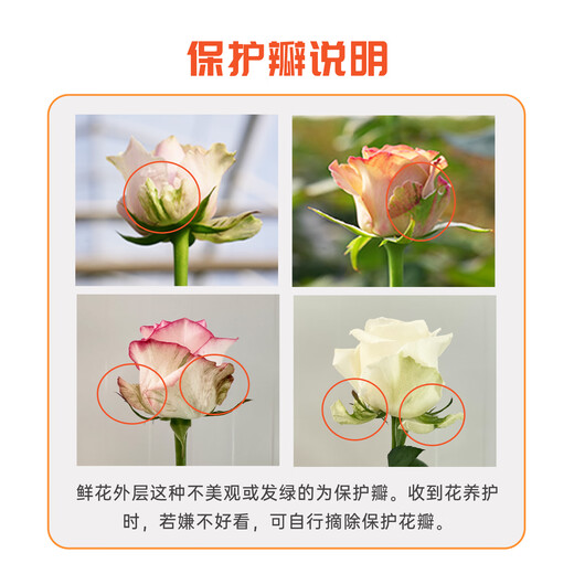 Jingdong flowers rose Aisha 10 stems soilless cultivation branch length 50-55cm gift flower Shandong base source straight