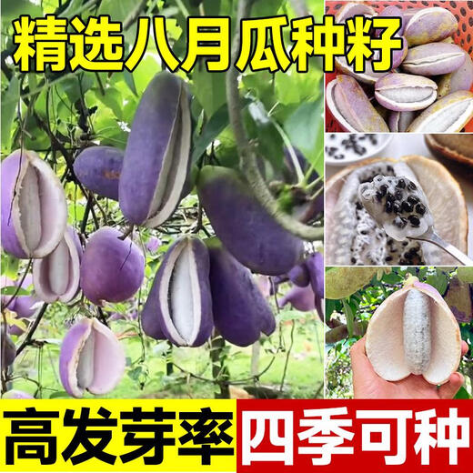 Tianfen August Melon Seeds August Fried Seeds Guizhou Wild August Melon Saplings with Less Meat and More Meat for Garden Planting in the North and South Original Factory Packaging August Melon 2 Packs About 70 Pieces Free 2