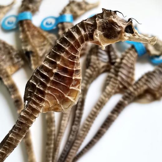 Haima medicinal materials, one male and one female, large seahorse dried wine combination, hexagonal sea dragon sea sparrow nourishing soup gift box 1 pair 4 grams (2 male and female 12-13cm)