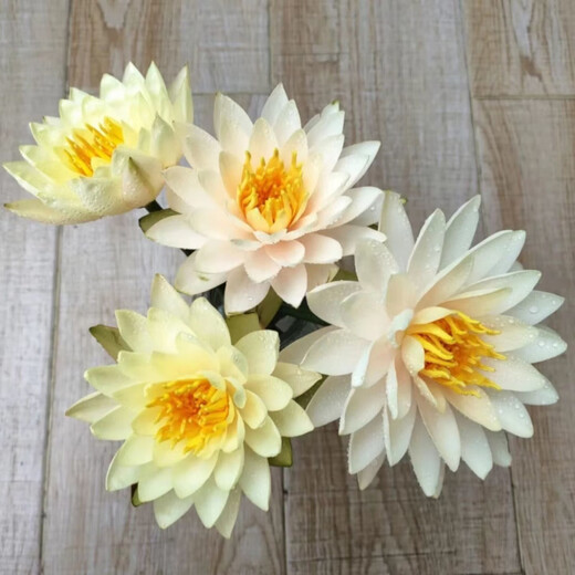 Water lily flowers with buds for office home flower arrangement champagne color water-raised fresh cut flowers fresh Yunnan Kunming straight hair champagne golden water lily 10 pieces