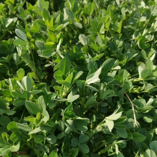 Edible Alfalfa Healthy Wild Rapeseed Summer Alfalfa Sprouts Four Seasons Hardcover (5 packs, about 9000 capsules)