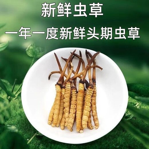 鹿章堂2025新鲜冬虫夏草头茬虫草顺丰冷链产地直发精选新鲜大草 西藏鲜虫草每条0.8克50条装