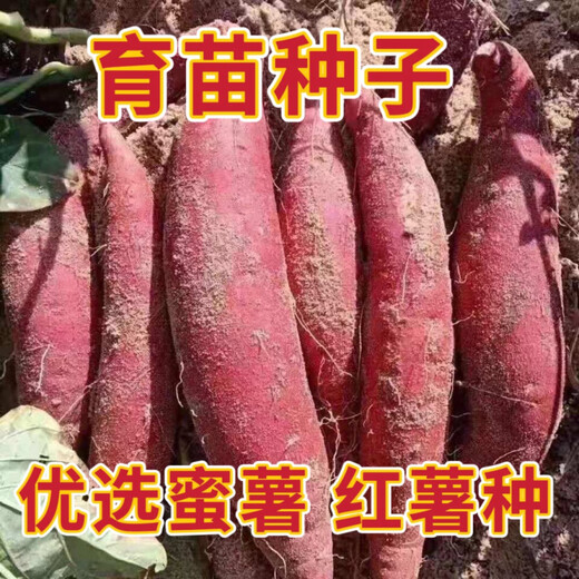 Sweet Potato Seed Tobacco Potato Watermelon Red Sweet Potato Sweet Potato Candied Sweet Potato Sweet Potato Seedling Seedlings Durian Sweet Potato Sweet Potato Noble Seed Fruit 5Jin Jin is equal to 0.5 kg