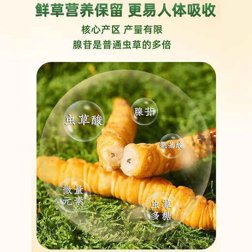头期新鲜冬虫夏草大号鲜草顺丰冷链产地直发2025头茬新鲜虫草 西藏鲜虫草每条0.5-0.6克20条装