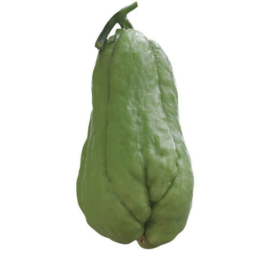 Shop Chayote Early-maturing Extra Large Chayote Vegetable Climbing High-yielding Disease-Resistant Perennial Melon Affordable Price Good Yield-80 Count-Net Seeds Chayote Seeds