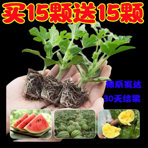 Watermelon seedlings grafted 8424 Extra Sweet Kirin Super Sweet Seedless Midu Watermelon Seedlings Potted Planting Watermelon Seedlings Sweet King Buy 4+2 (Real Harvest 6) + Fertilizer