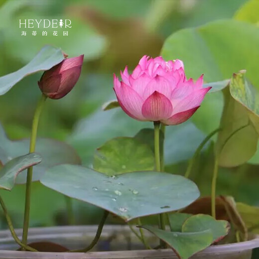 Miniature bowl lotus seedlings hydroponic plants lotus small lotus seedlings root stem lotus whip seedlings garden flowers potted naked lotus roots rain flower love [medium size] 8-15CM
