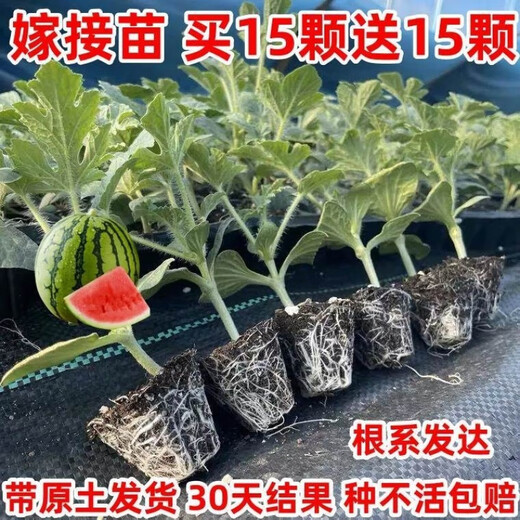 Watermelon seedlings grafted 8424 Extra Sweet Kirin Super Sweet Seedless Midu Watermelon Seedlings Potted Planting Watermelon Seedlings Sweet King Buy 4+2 (Real Harvest 6) + Fertilizer