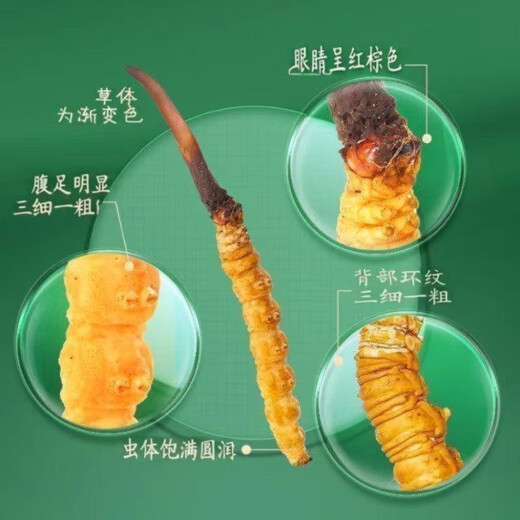 2025 Fresh Cordyceps Head Period Authentic Fresh Cordyceps Selection of Fresh Grass Big Grass SF Express Cold Chain Production Directly Haired. Tibet Nagqu Fresh Cordyceps 0.8 grams each pack of 20 pieces