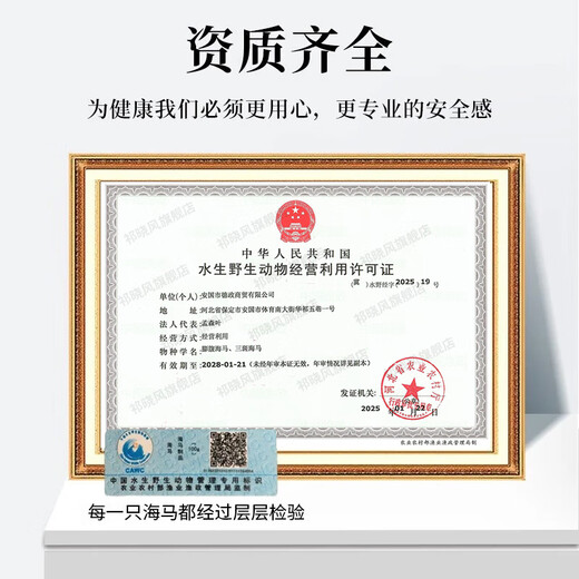 Qi Xiaofeng Haima Medizinische Materialien [CAWC -Zertifizierung] Große Seepferdchen männliche und weibliche ein Paar Trockenwaren Haima Hailong Kombination Wein Medizinmaterialien 1 Paar 2 (insgesamt mehr als 10 g)