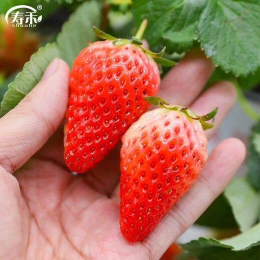 Shouhe Cream Strawberry Seeds Indoor Four Seasons Winter and Spring Potted Cream White Strawberry Winter and Spring Sowing Seeds Cream Red Strawberry Seeds Small Bag Trial Planting About 100