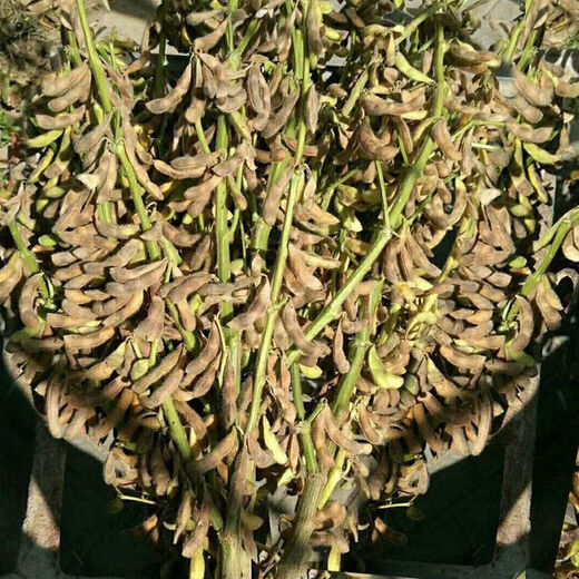 Early soybean seeds, self-sown soybean seeds, high yield, early maturing bean sprouts, 10 Jin, Jin is equal to 0.5 kg, large bean seeds, edamame, soybean seeds, original unpacking, 2 Jin, Jin is equal to 0.5 kg